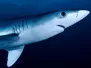 Requin bleu