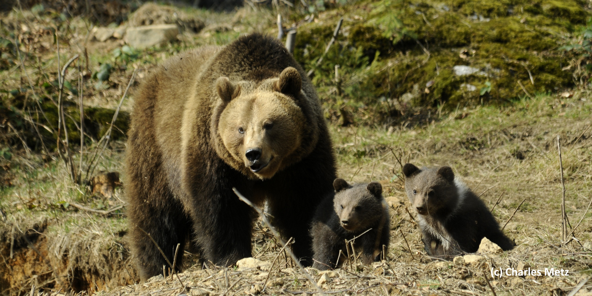 De bonnes nouvelles des ours des Pyrénées France Nature Environnement