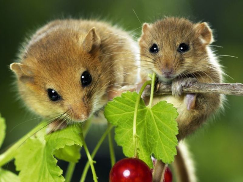 Mort-aux-rats : danger pour la santé et l'environnement!