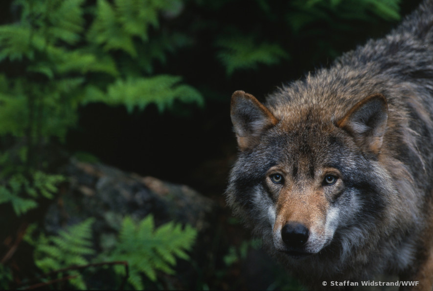 UE : la Commission propose d'autoriser la chasse aux loups dans