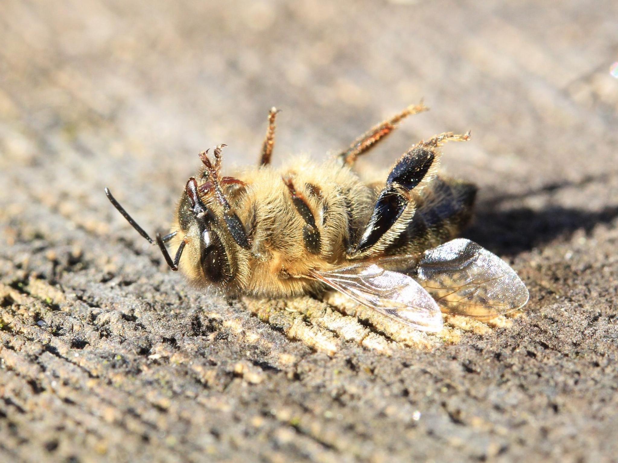 abeille neonicotinoïdes