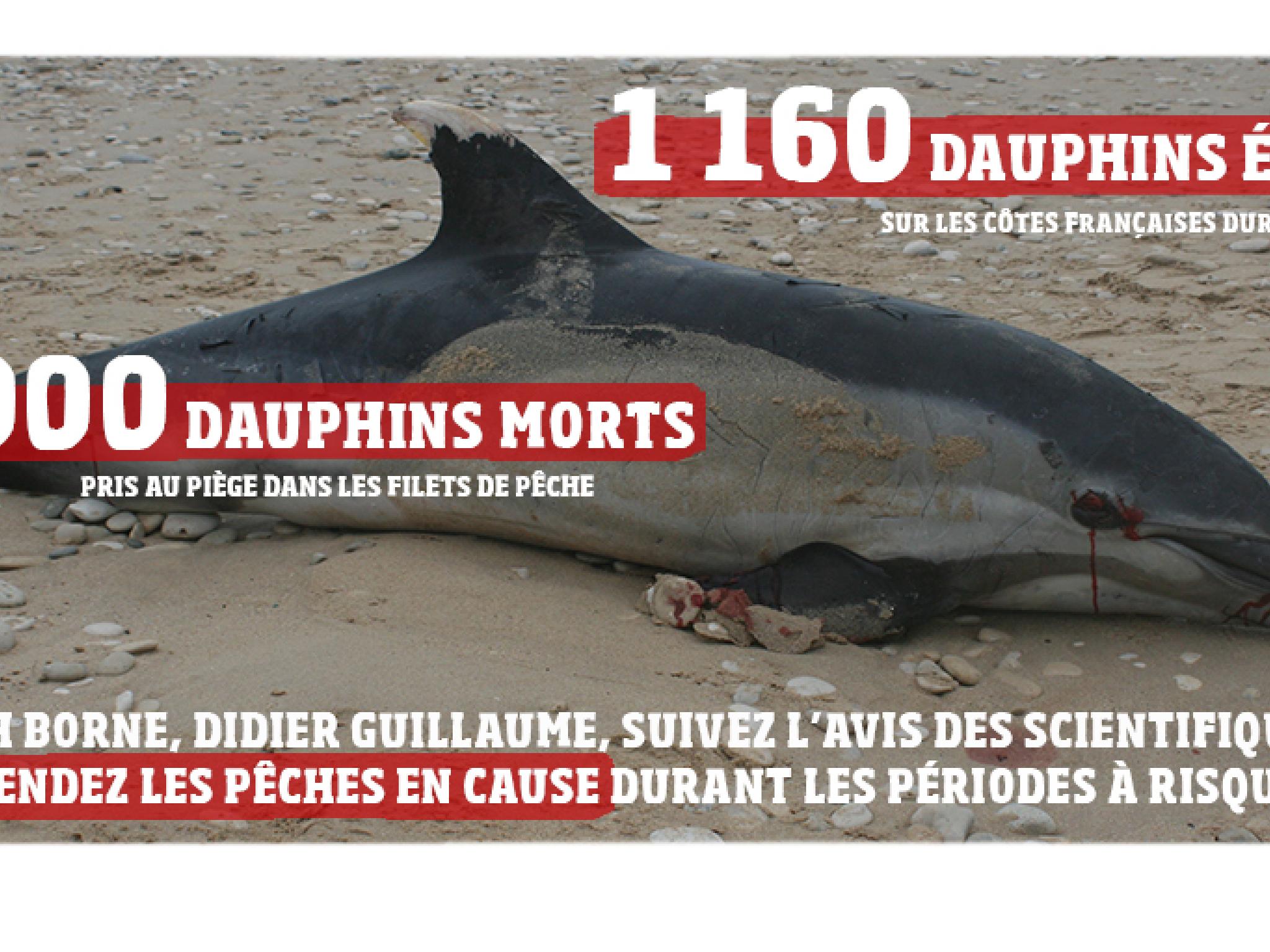 Hécatombe De Dauphins : Un Conseil Scientifique International Appuie ...