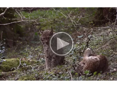 documentaire silence des bêtes