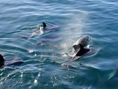 dauphins