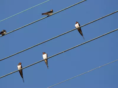 oiseaux ligne électrique