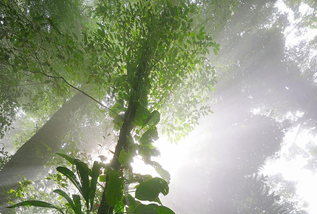 dossier montagne d'or guyane