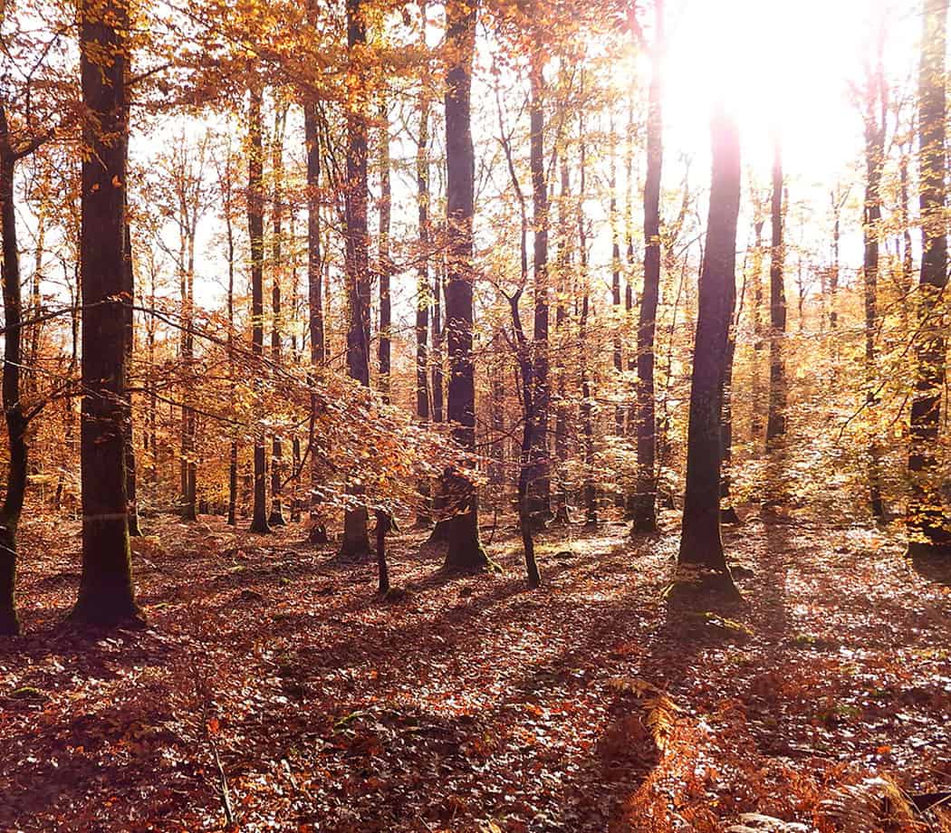 Dossier abattage d'arbres