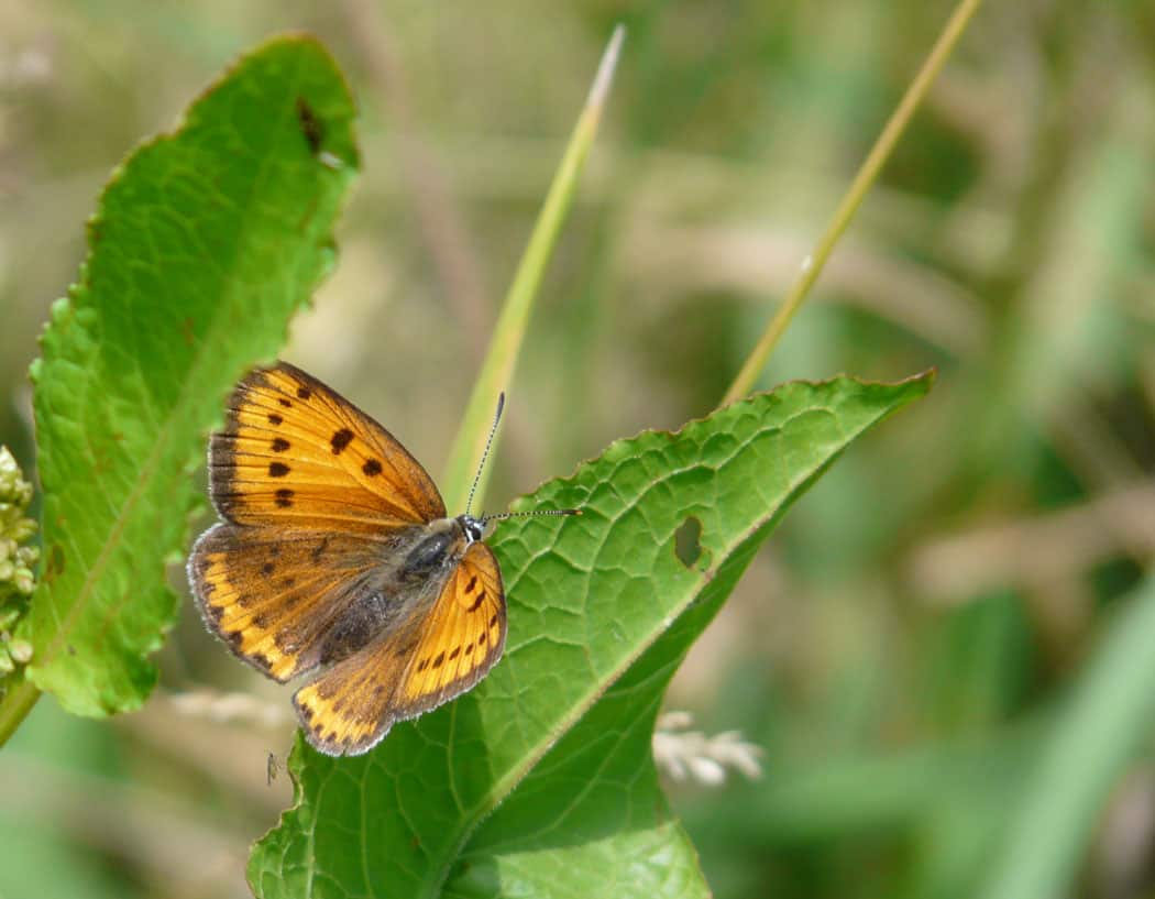 dossier directive habitats faune flore