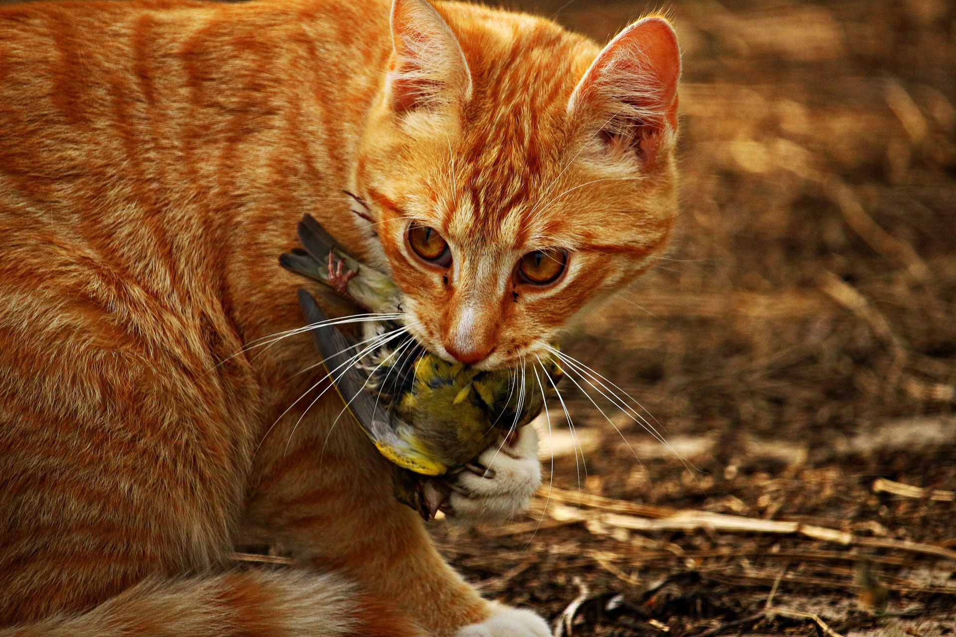 Le chat domestique et le droit de la conservation de la nature