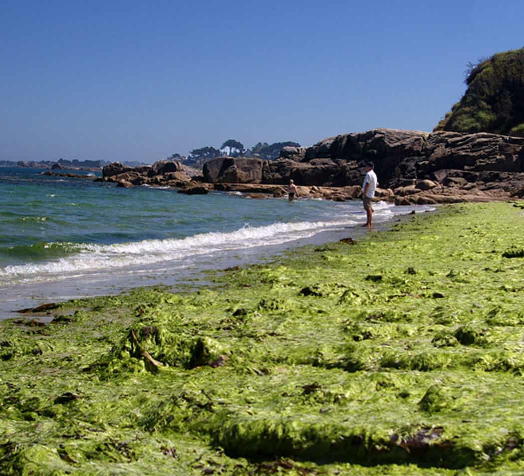 Algues vertes : le littoral empoisonné
