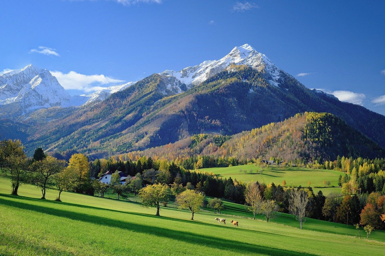 Paysage de vallée, vaches dans un pré et montagne en arrière plan