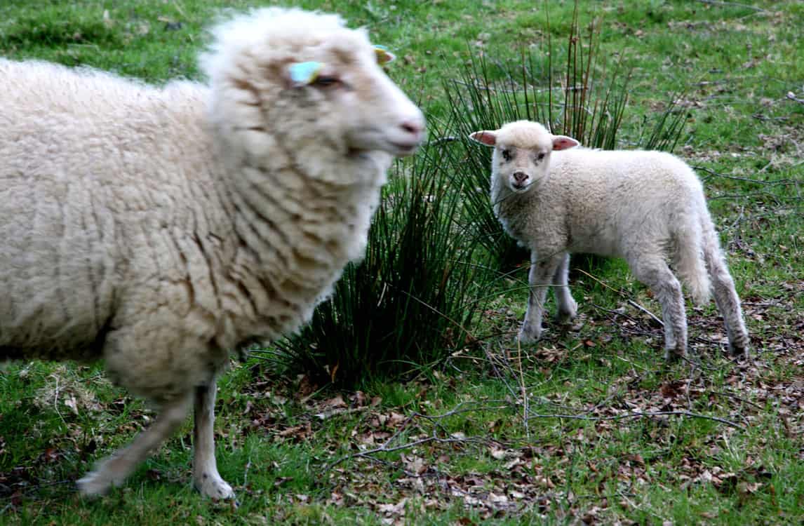 dossier souffrance animale moutons