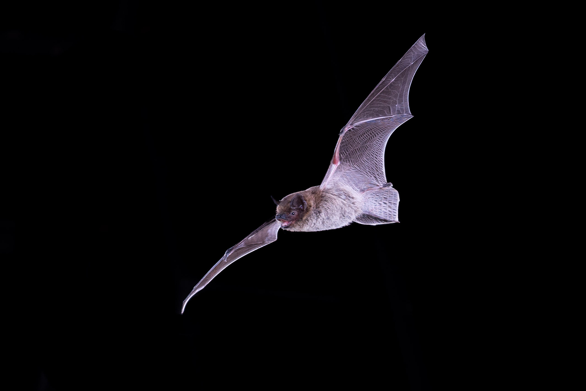 Pipistrelle en vol