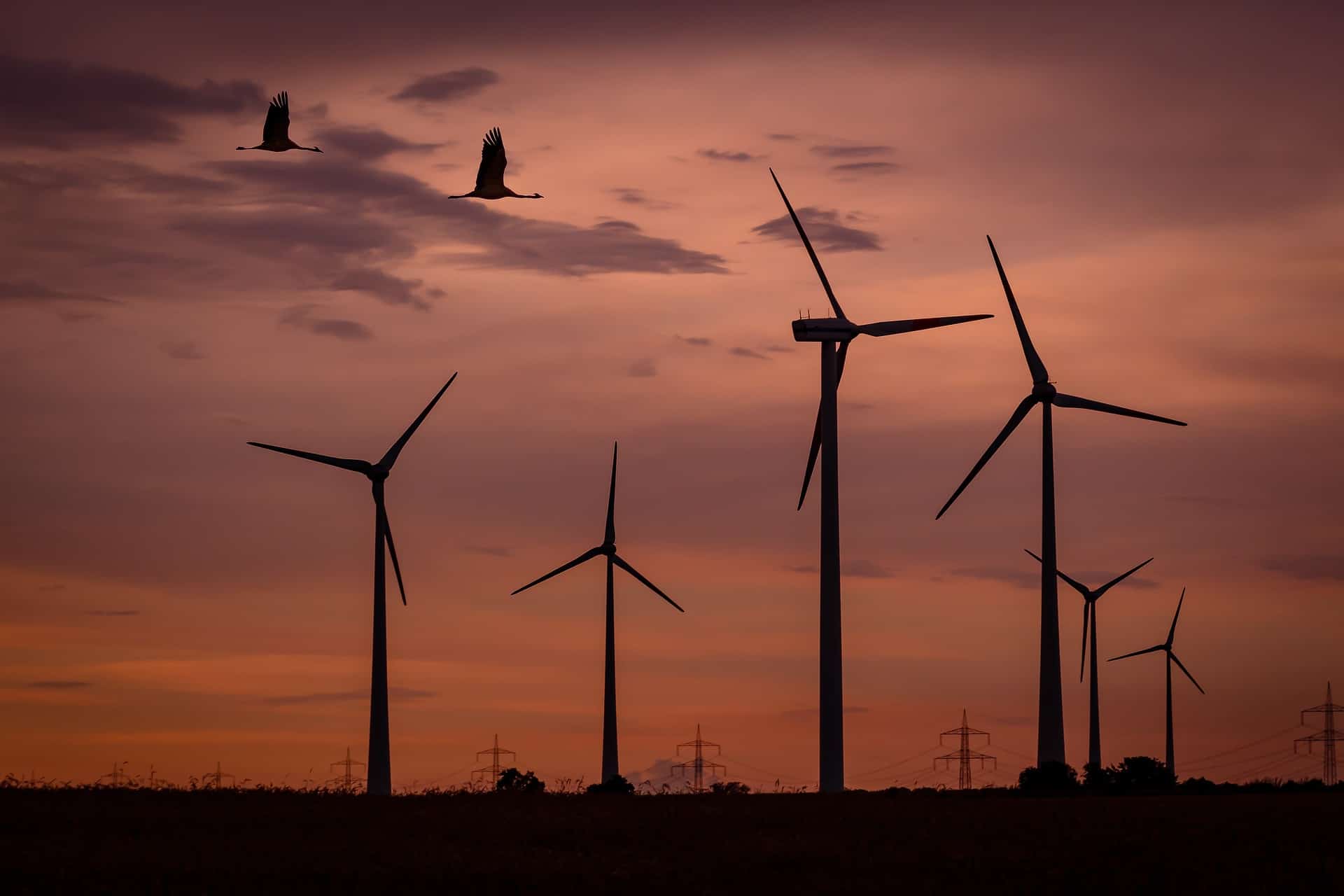 oiseaux et éoliennes au coucher du soleil