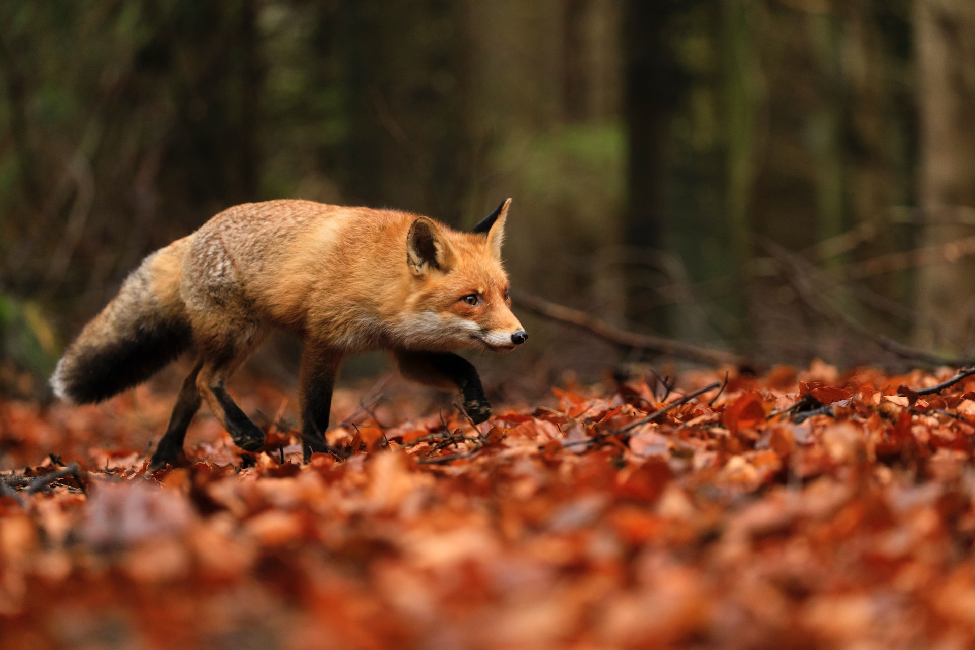 Société - Par l'odeur alléché, le renard multiplie les attaques en Corse
