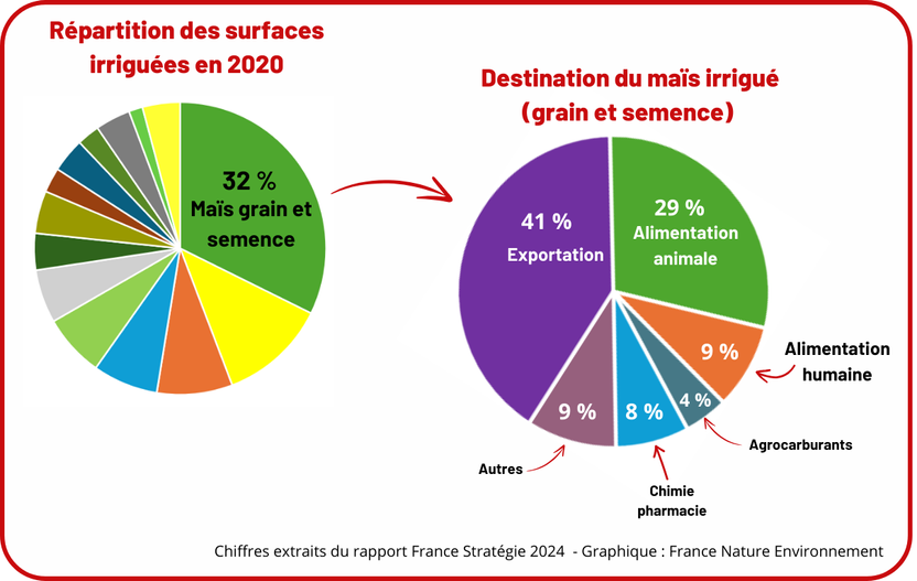 Schéma sur la destination du maïs irrigué (grain et semence)