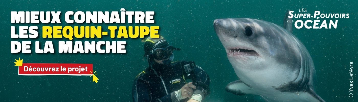 Découvrez le projet mieux connaitre les requin-taupe de la Manche en cliquant ici