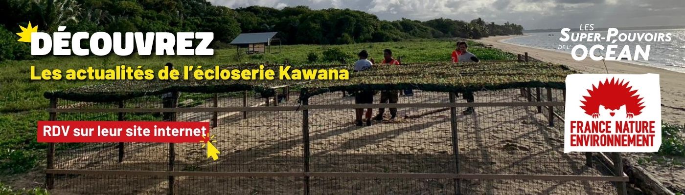 Cliquez ici pour suivre l'actualité de l'écloserie Kawana