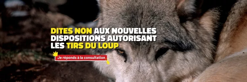 On vous en dit plus sur comment dire non aux nouvelles dispositions autorisant les tirs du loup en cliquant ici