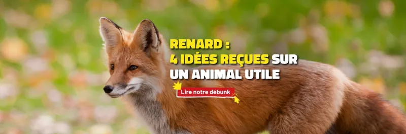 Cliquez ici pour lire notre débunk des idées reçues sur le renard