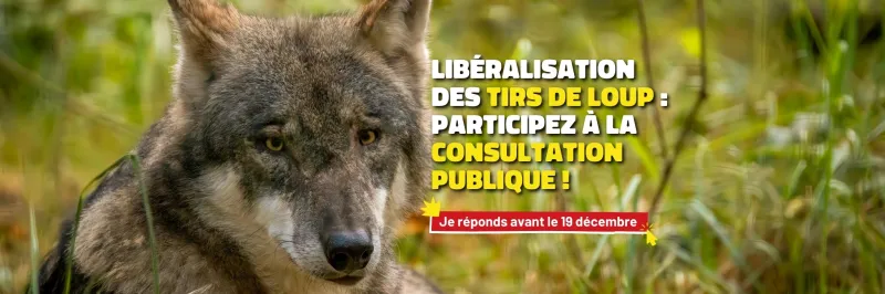 Cliquez ici pour en savoir plus sur la consultation sur le loup