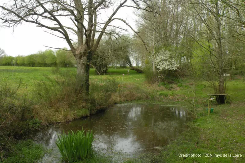 Champs, mare et arbres