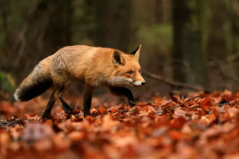 Coexistence avec le vivant