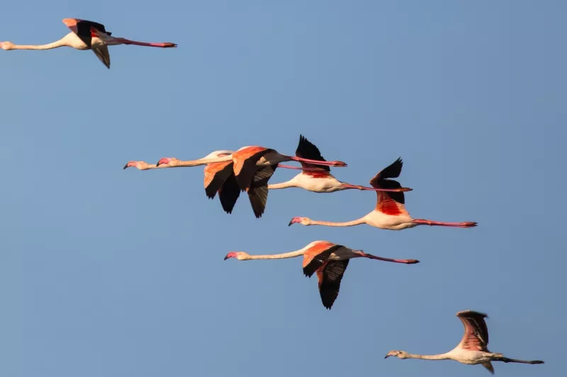 Vol de flamants roses
