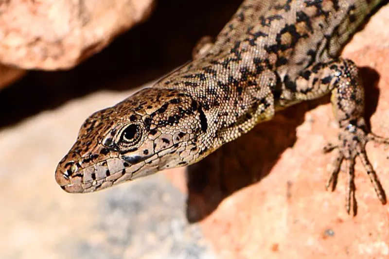 Lézard des murailles