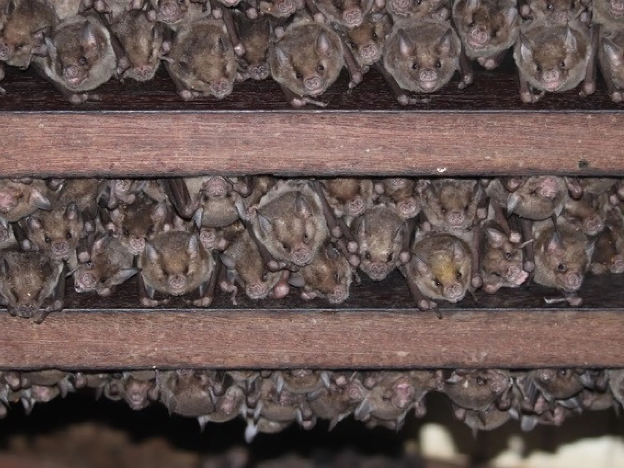 Brachyphylla cavernarum au plafond par R. Gomes