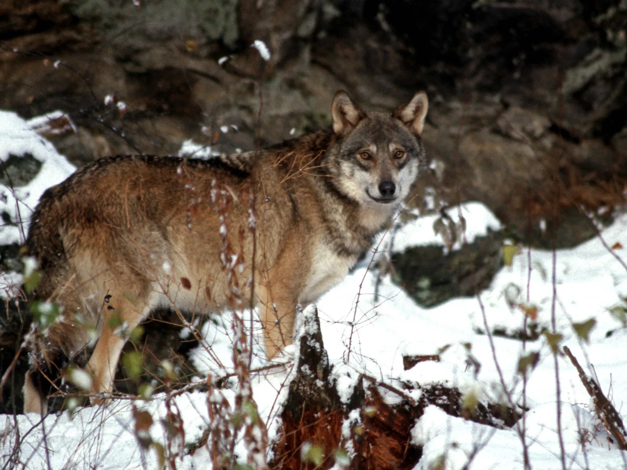 loup dans la neige en France