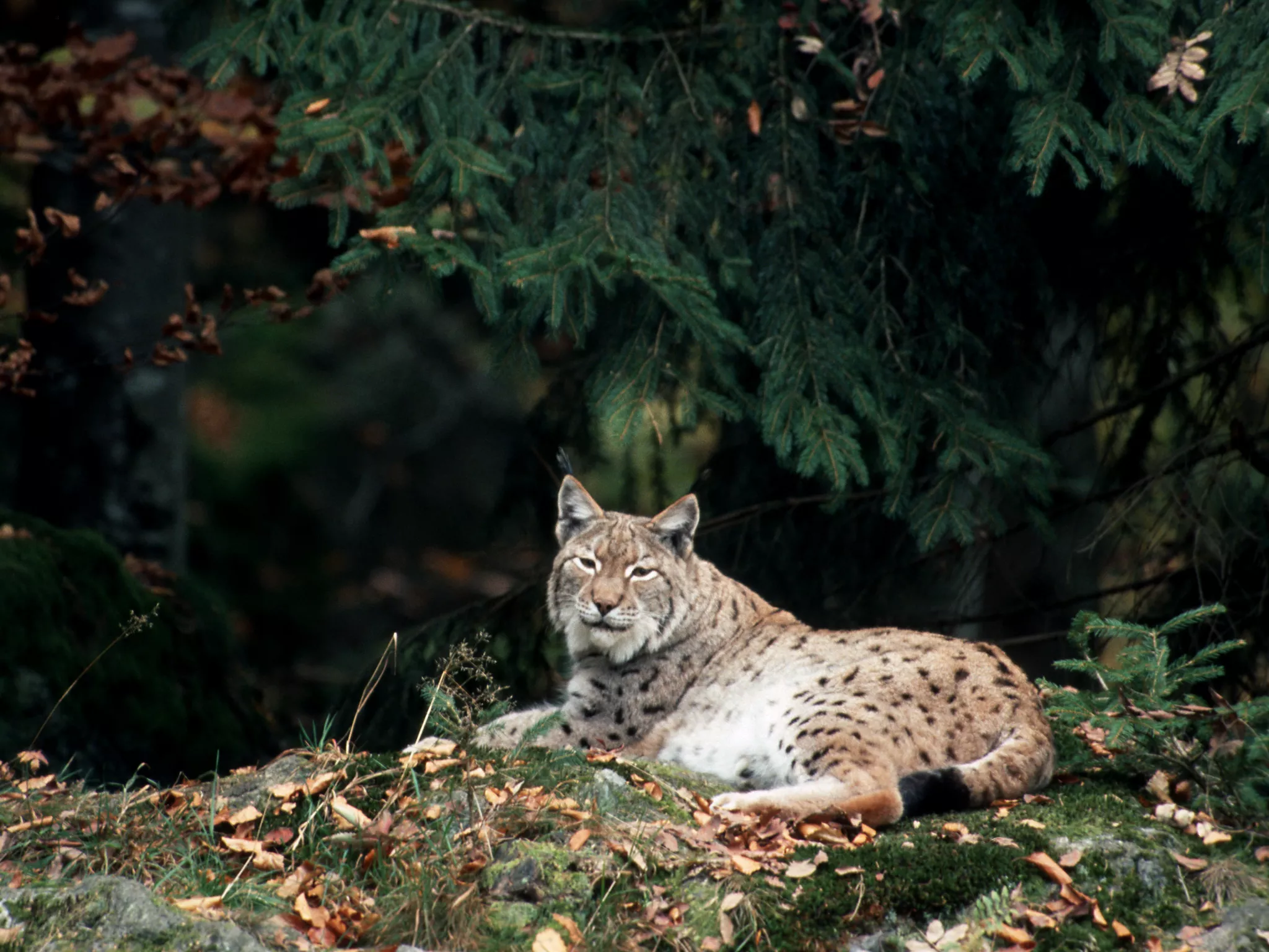 photo de lynx dans la forêt