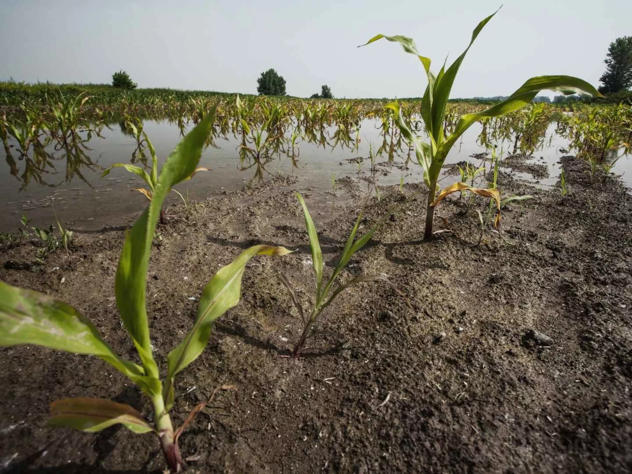 Inondation champs de maïs