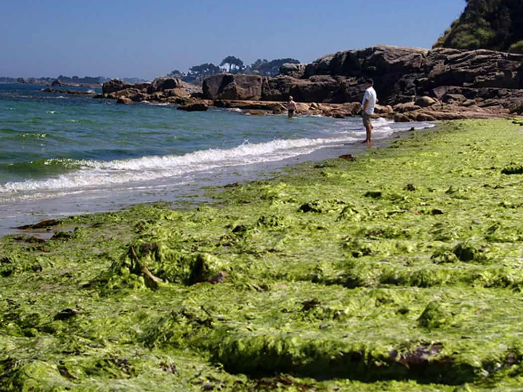 dossier algues vertes plages bretagne