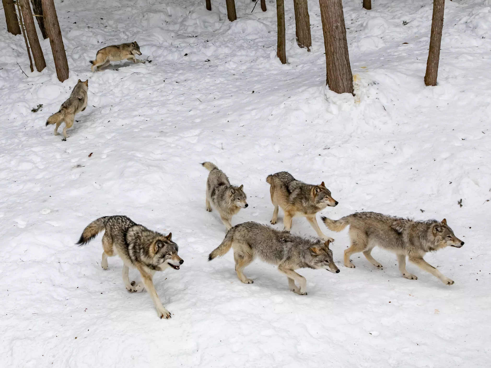 Déclassement du statut de protection du loup : Ursula von der Leyen crée un dangereux précédent