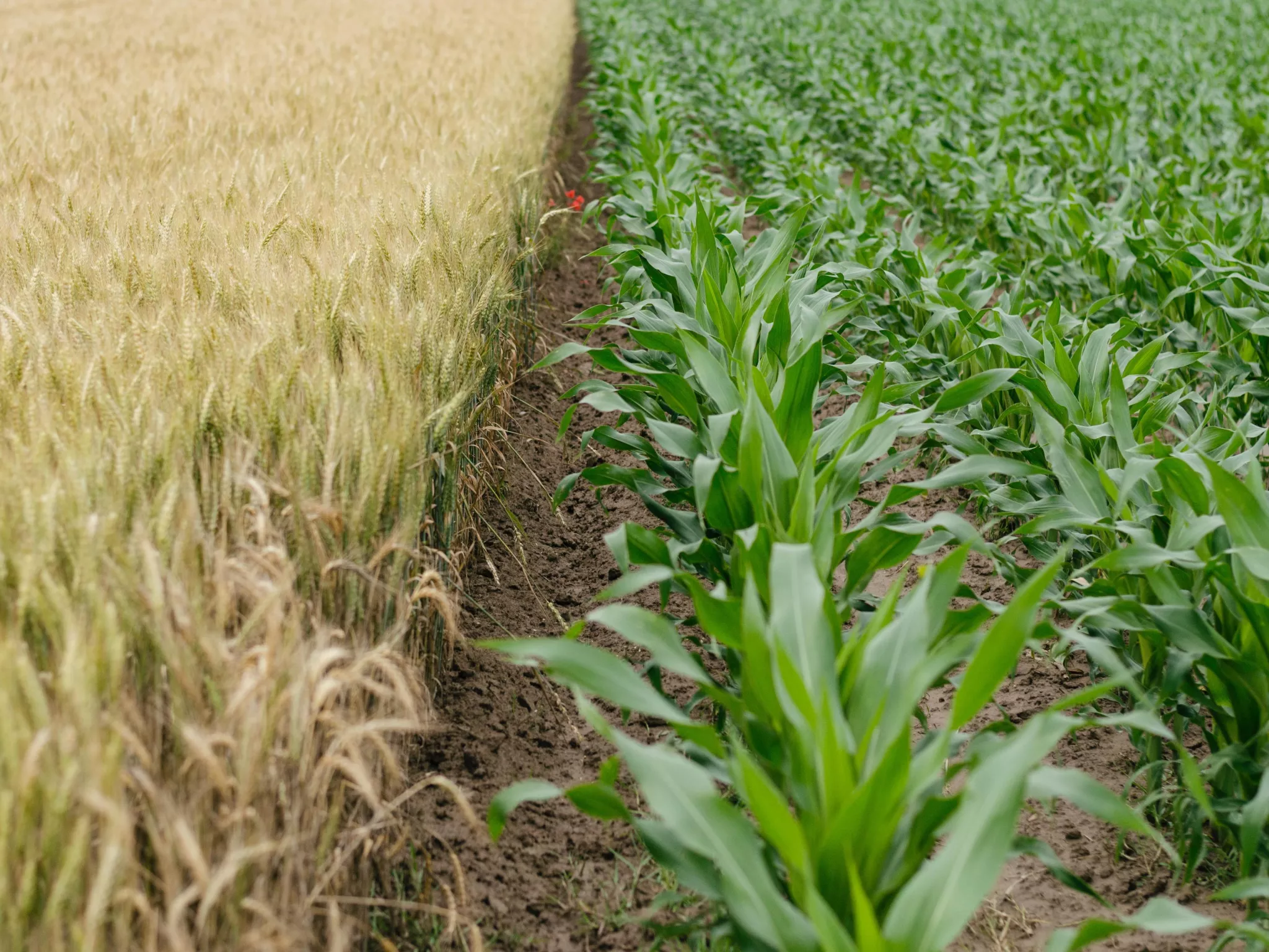 Ecophyto pesticides réduction agriculture biologique