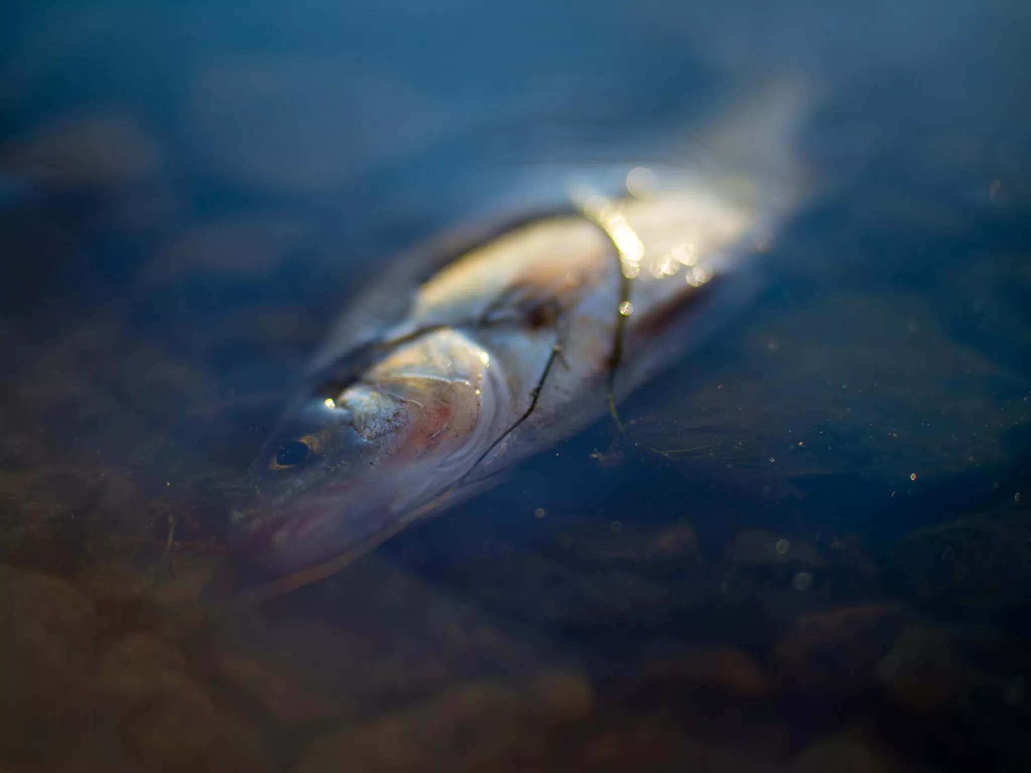 eau polluée poisson mort