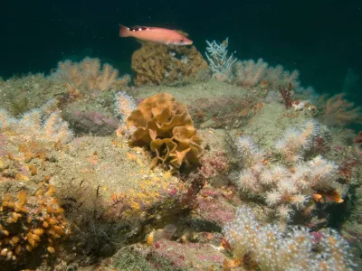 Fonds marins du Parc naturel marin d'Iroise