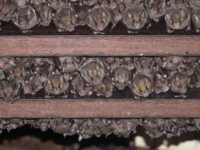 Brachyphylla cavernarum au plafond par R. Gomes