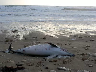 Dauphin échoué sur une plage.