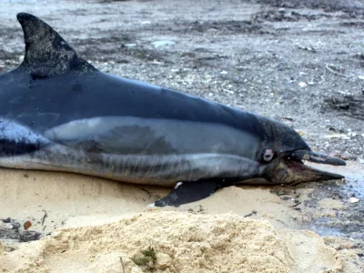 Dauphin échoué sur une plage.