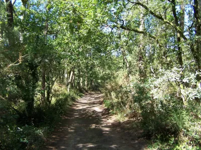 Forêt de la Coubre (17)