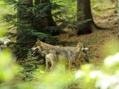 loups