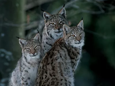 lynx consultation