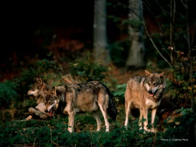 Meute de loups Europe - photographe Charles Metz