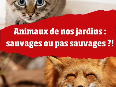 animaux