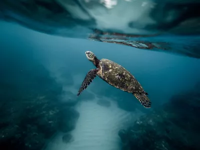 Ce One Ocean Summit doit être l'occasion pour nos dirigeants de s'emparer des vraies problématiques qui concernent nos océans.