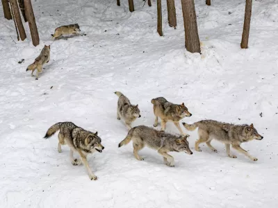 Les ONGs quittent le groupe national loup