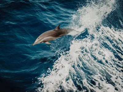 Dauphins : le Gorafi au Secrétariat d'Etat à la Mer