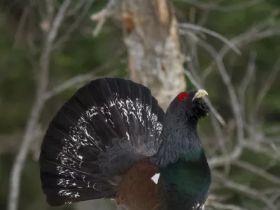 Après plus de dix ans de combat, le Conseil d'Etat ordonne au ministère de l'écologie de mettre fin à la chasse du Grand Tétras.